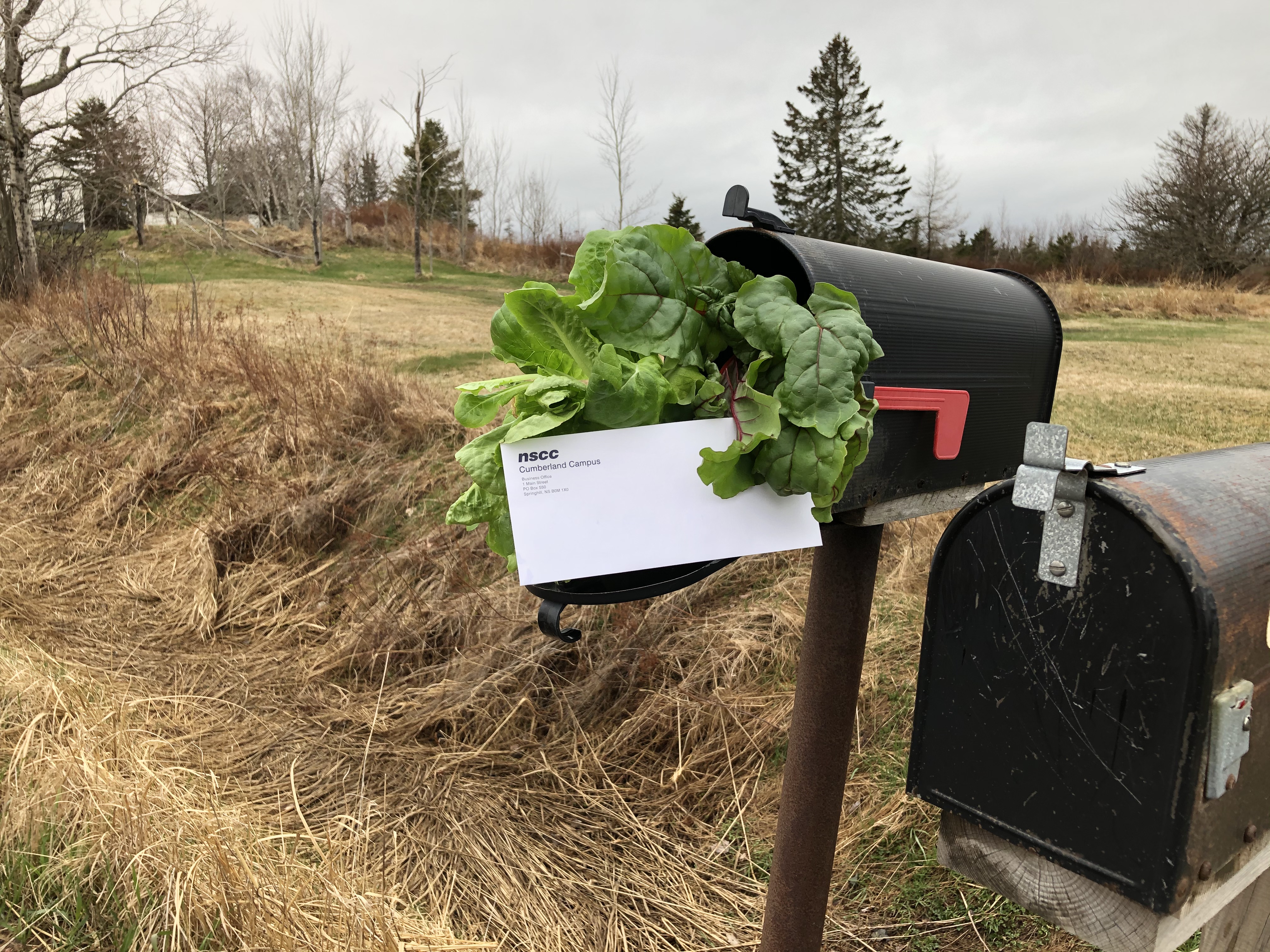 A mailbox with greens and a letter protruding from the front
